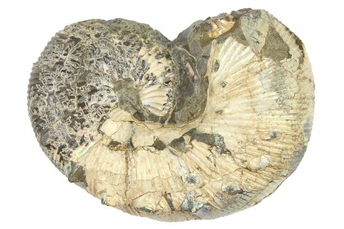 Cretaceous Ammonite (Acanthoscaphites) Fossil - South Dakota #262699